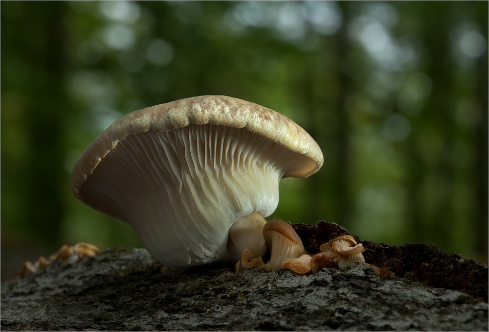 Rillstieliger Seitling (Pleurotus cornucopiae)