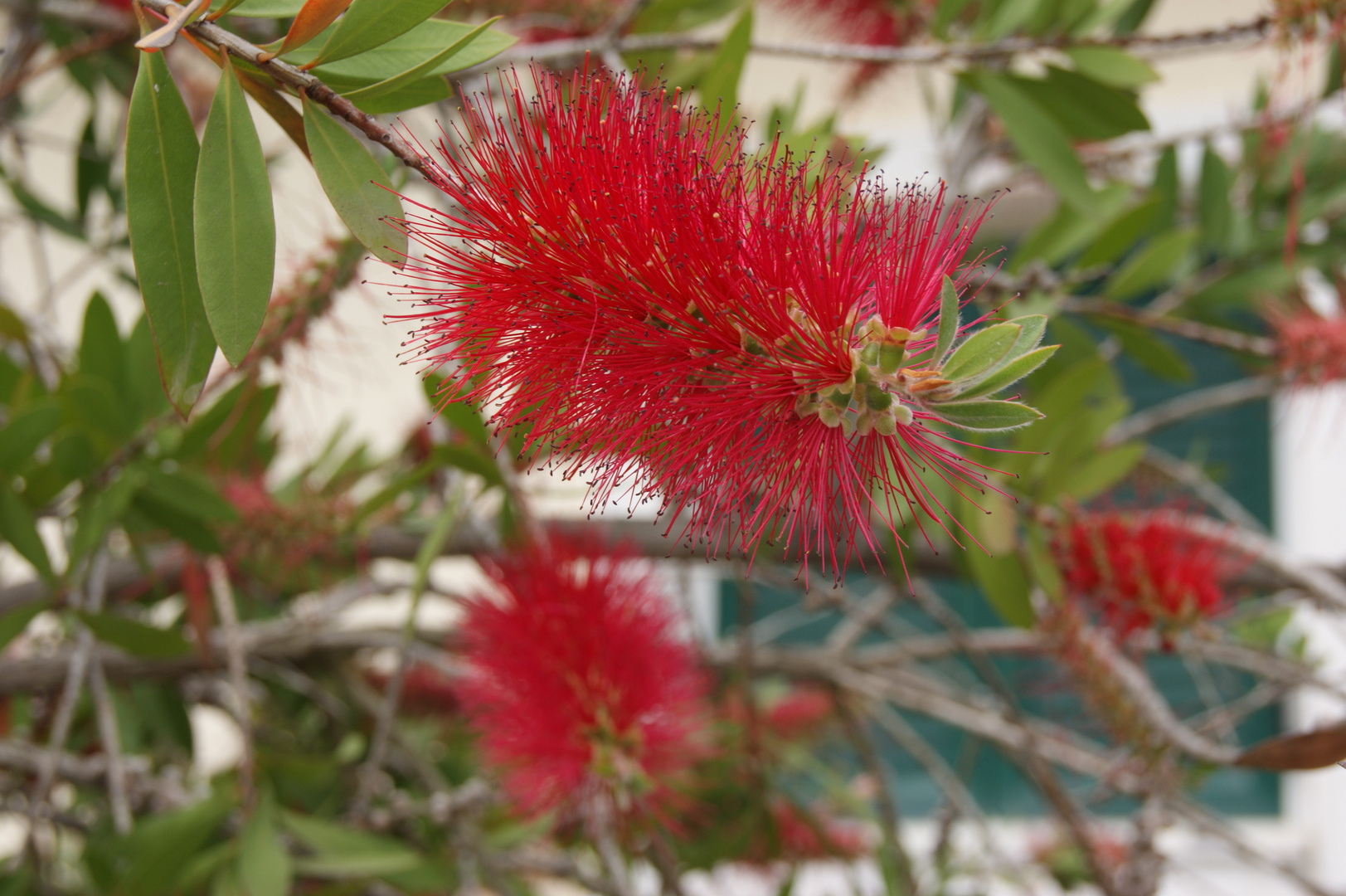 Rince-Bouteille (Callistemon citrinus)