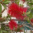 Rince-Bouteille (Callistemon citrinus)