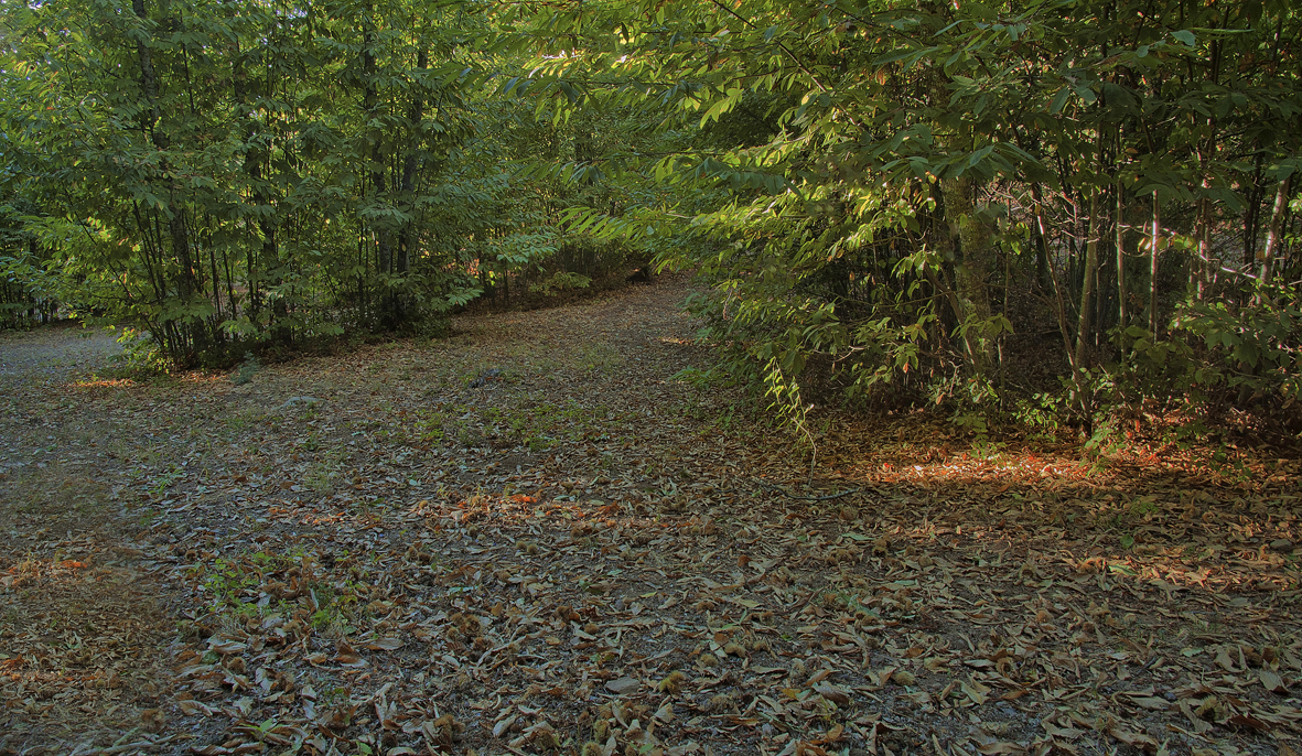 RINCÓN DEL BOSQUE DE CASTAÑOS