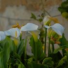 Rincones de Cubelles 4 (Garraf Barcelona Catalunya)