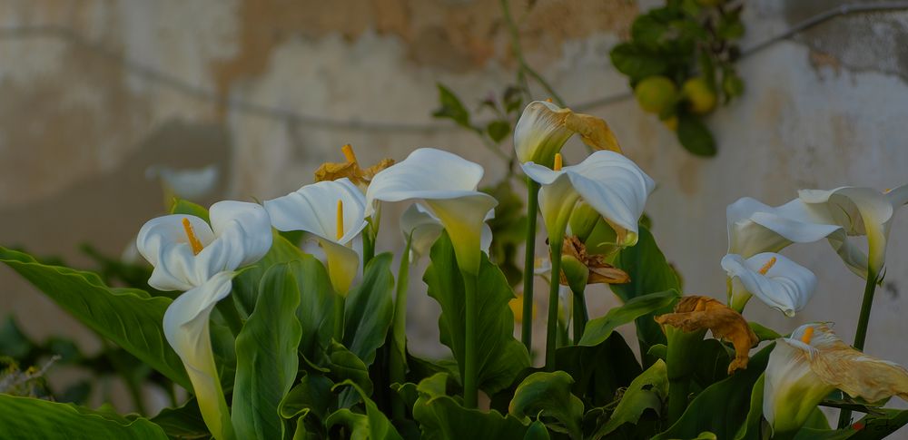 Rincones de Cubelles 4 (Garraf Barcelona Catalunya)