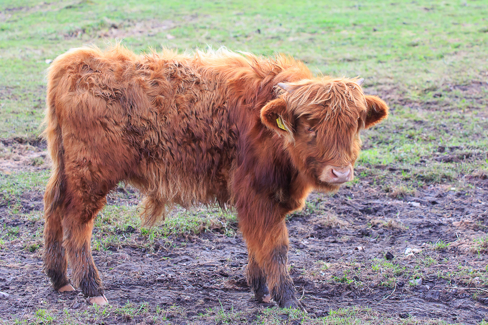 Rind Foto & Bild tiere, wildlife, wildlife sonstige tiere Bilder auf