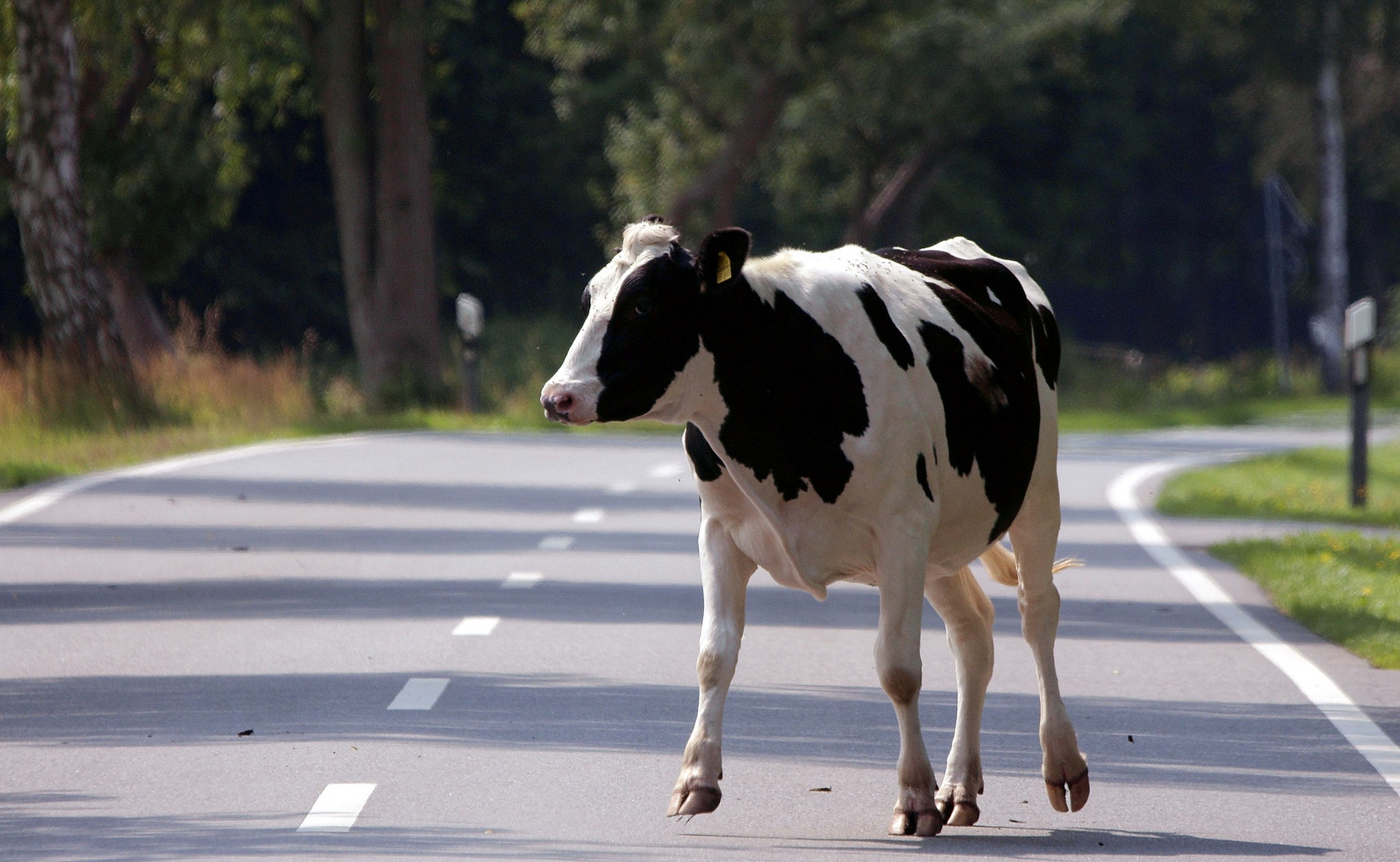 Rind auf der Straße