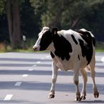 Rind auf der Straße