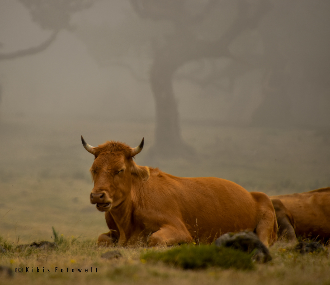 Rind im Nebel