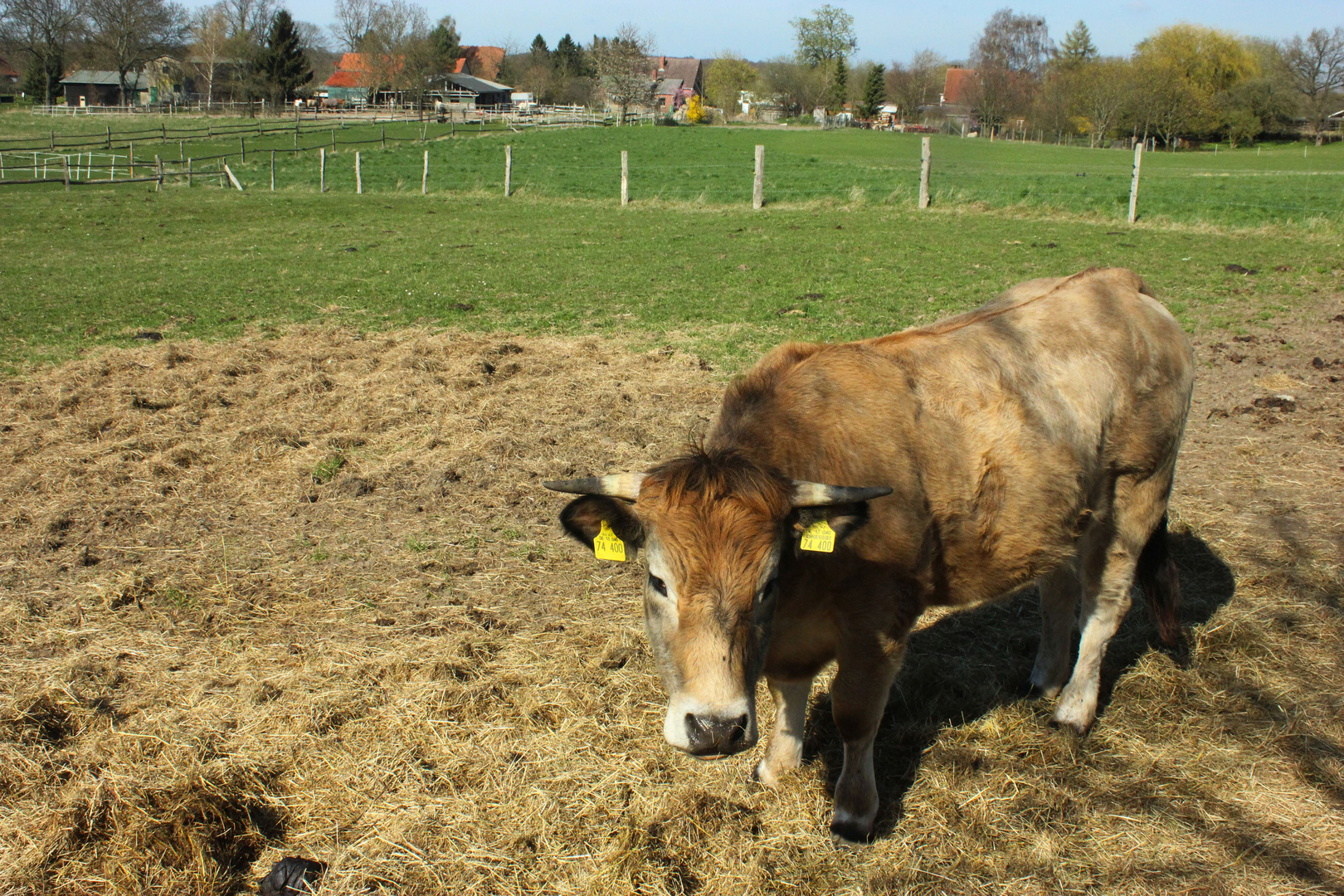 Rind, Neuenkirchen (Zarrentin am Schalsee), Mecklenburg-Vorpommern I