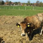 Rind, Neuenkirchen (Zarrentin am Schalsee), Mecklenburg-Vorpommern I