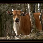 Rind Tierpark München