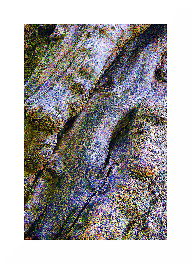 Rinde Foto & Bild pflanzen, pilze & flechten, bäume, baumrinden