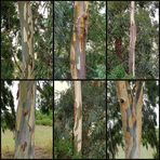 Rinde der Eukalyptusbäume / La corteccia degli Eucalipti