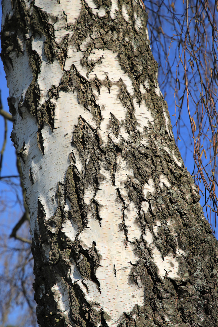 Rinde der Hänge-Birke, Betula pendula