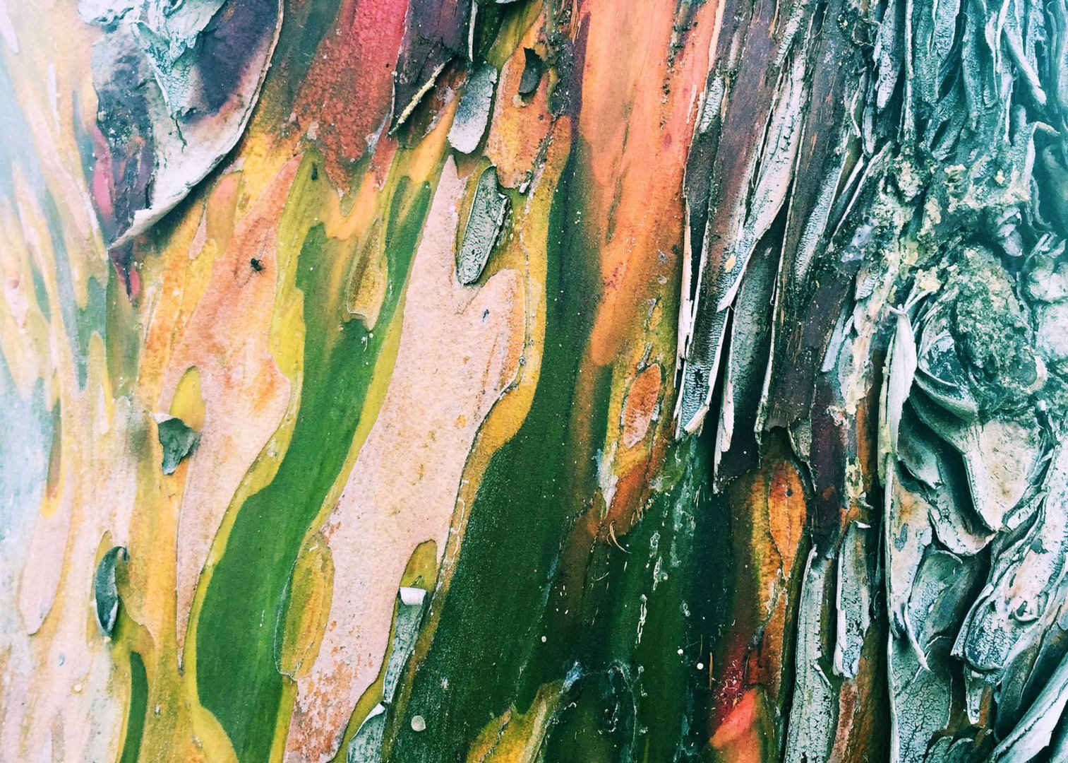 Rinde Foto & Bild natur, pflanzen Bilder auf