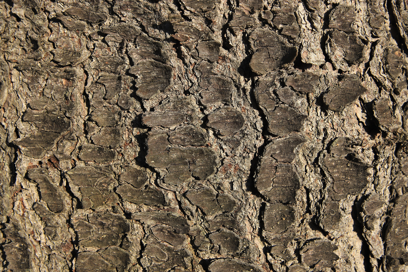 Rinde einer alten Fichte, Picea abies,  bark of an old spruce