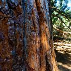 Rinde einer Sequoia