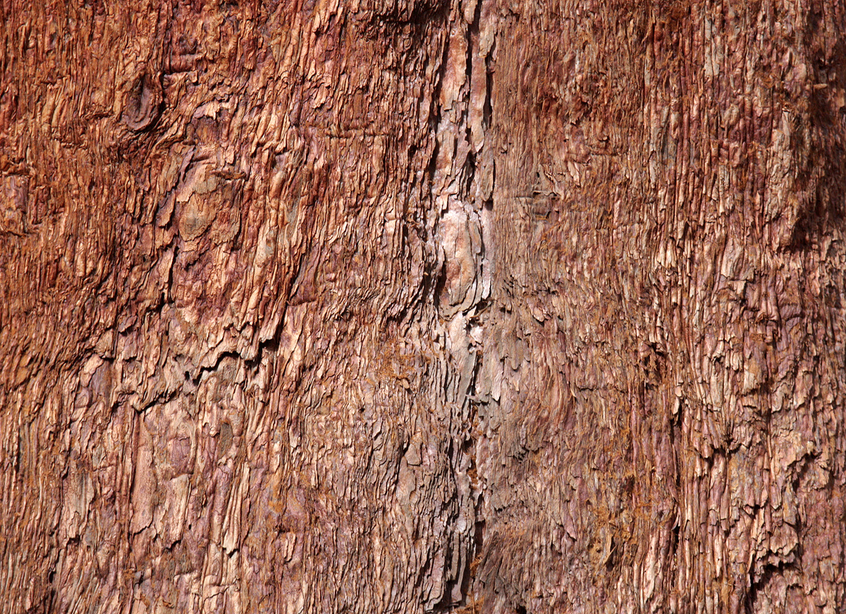 Rinde eines Mammutbaumes (Sequoria National Park), Californien