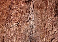Rinde eines Mammutbaumes (Sequoria National Park), Californien