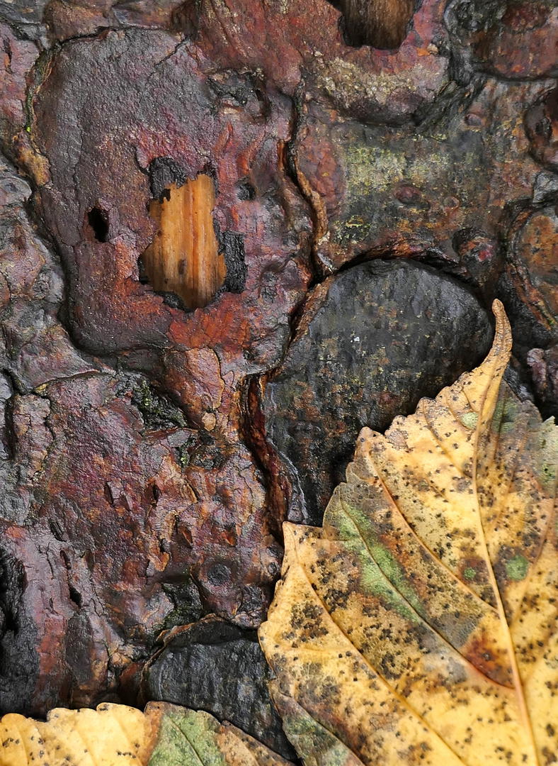  Rinde und Blatt