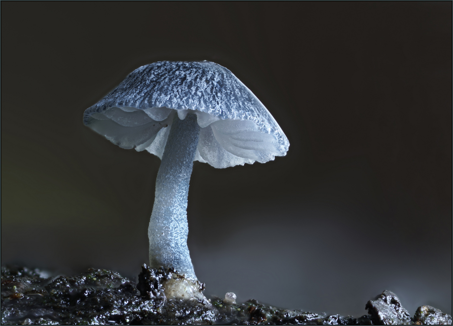 Rinden Helmling (MYCENA PSEUDOCORTICOLA)