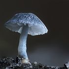 Rinden Helmling (MYCENA PSEUDOCORTICOLA)