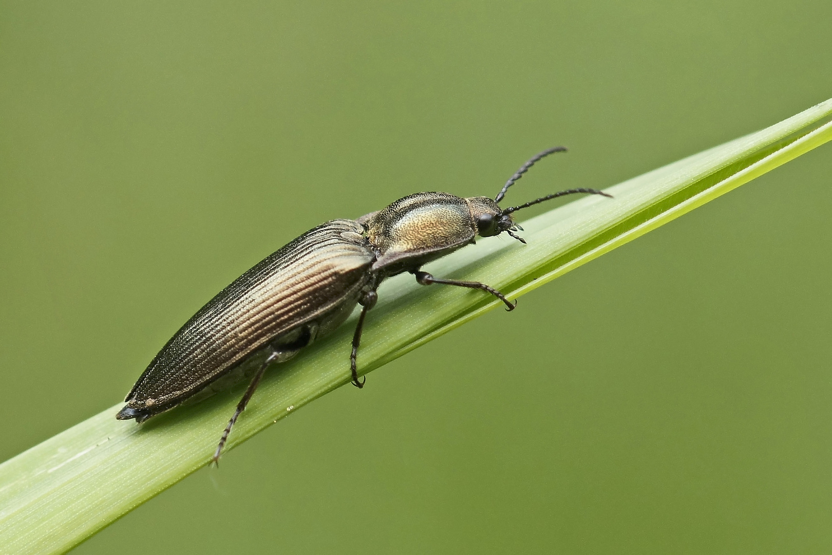 Rinden-Schnellkäfer (Ctenicera pectinicornis)