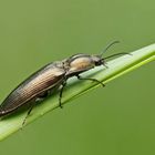 Rinden-Schnellkäfer (Ctenicera pectinicornis)