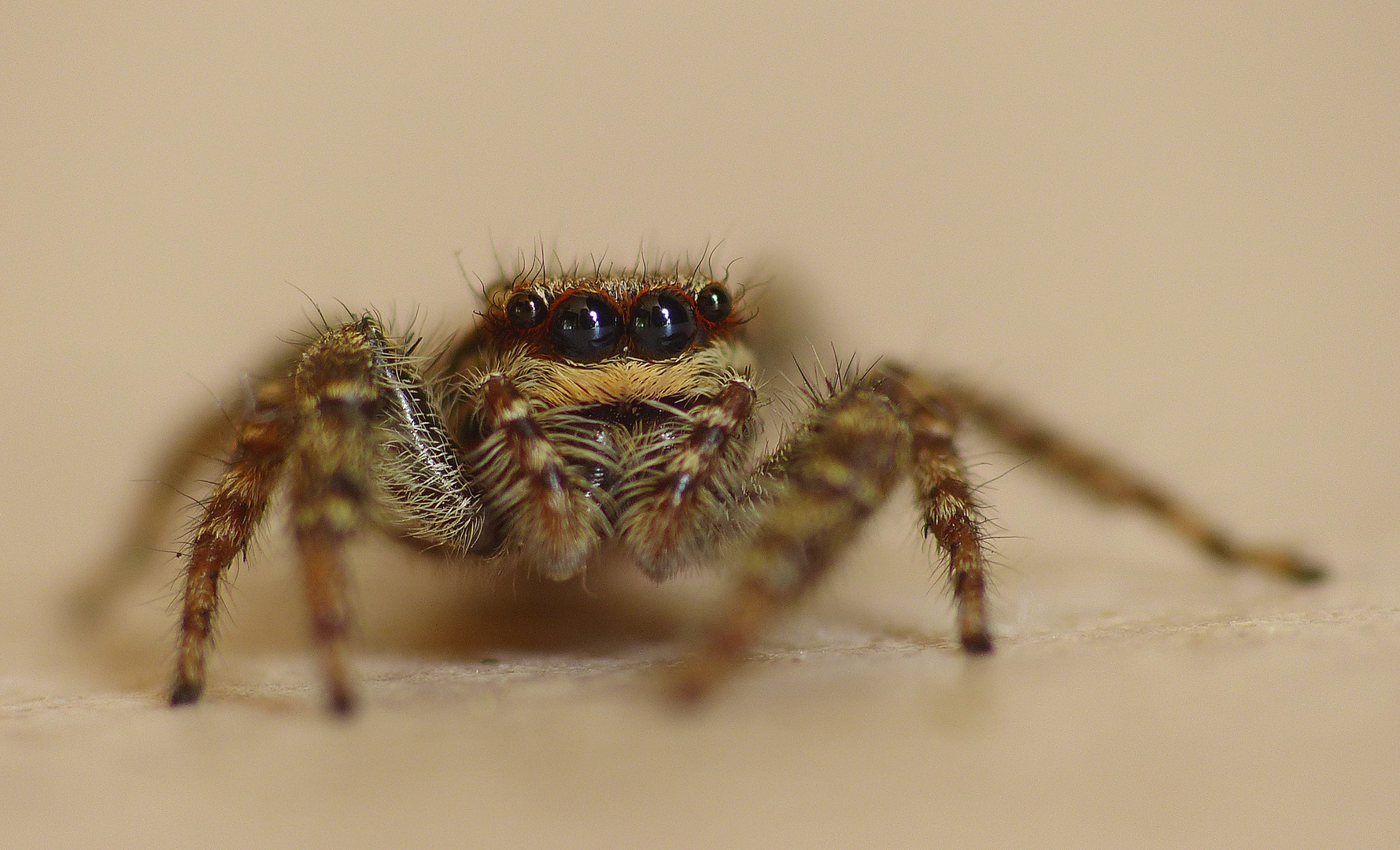 Rinden-Springspinne...