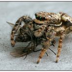 Rinden-Springspinne - marpissa muscosa -