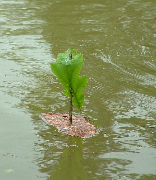 Rindenboot