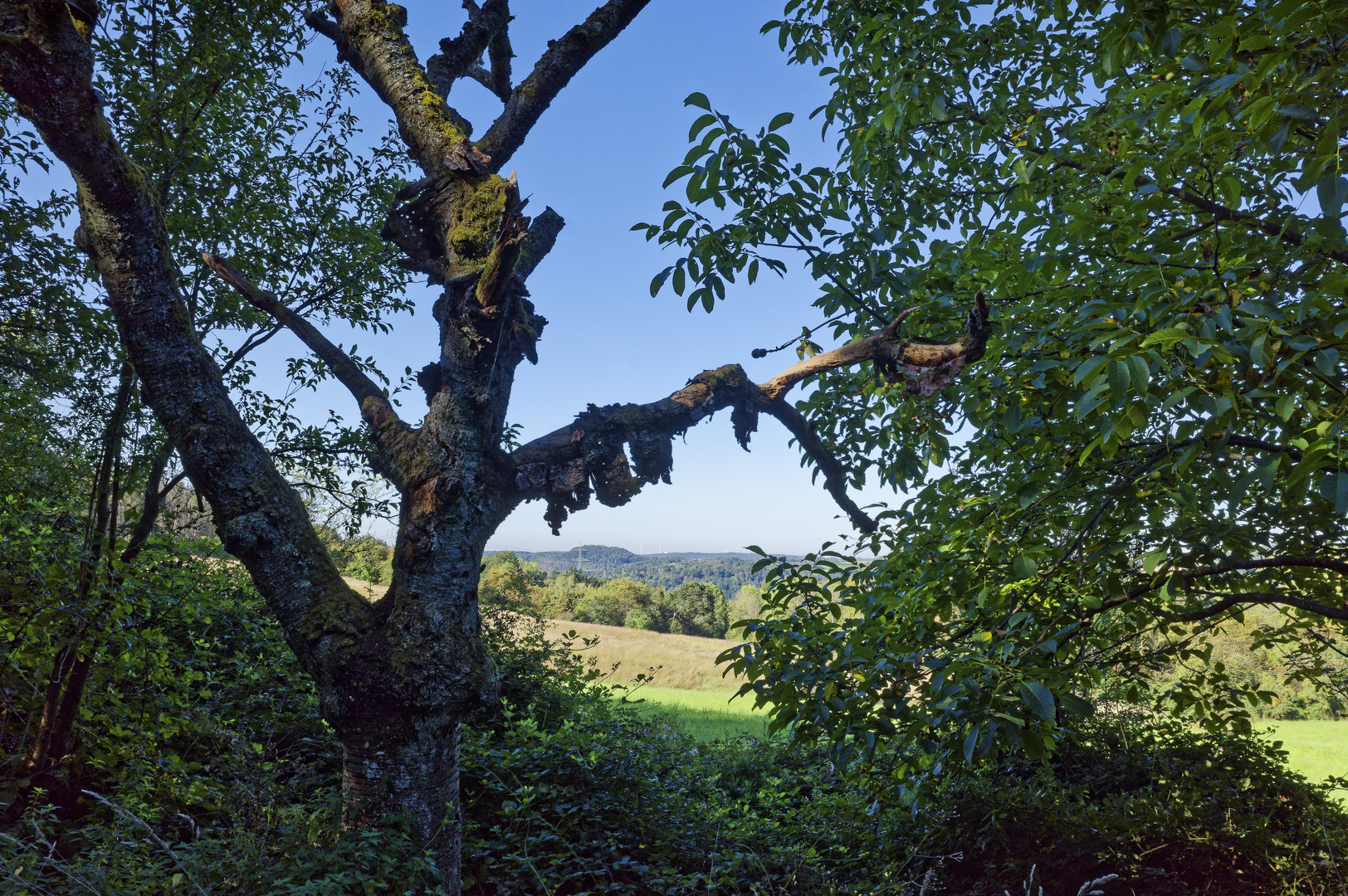 Rindenfetzen am Kirschbaum