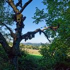 Rindenfetzen am Kirschbaum