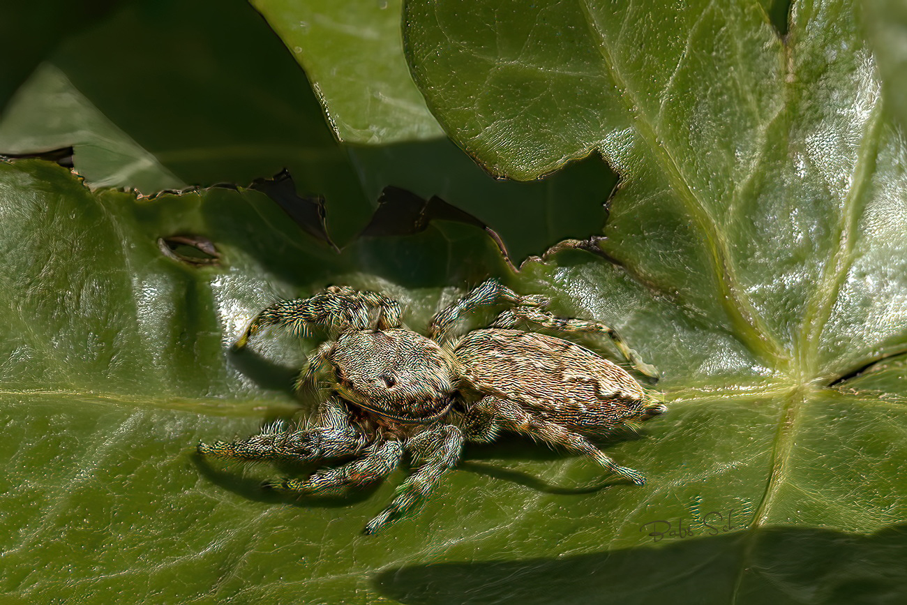 Rindenspringspinne