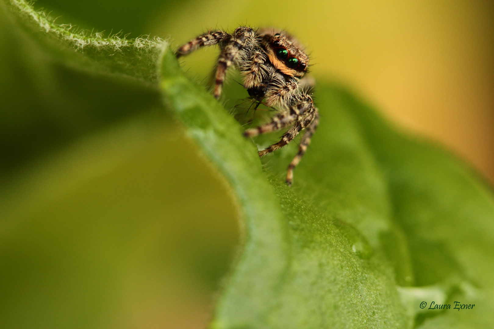 Rindenspringspinne