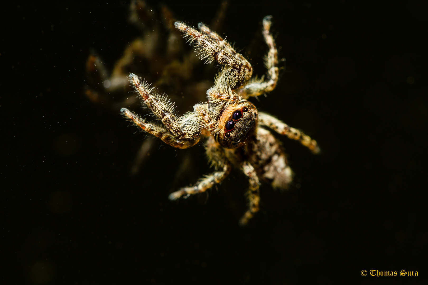 Rindenspringspinne auf Glas