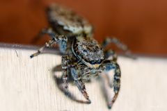 Rindenspringspinne