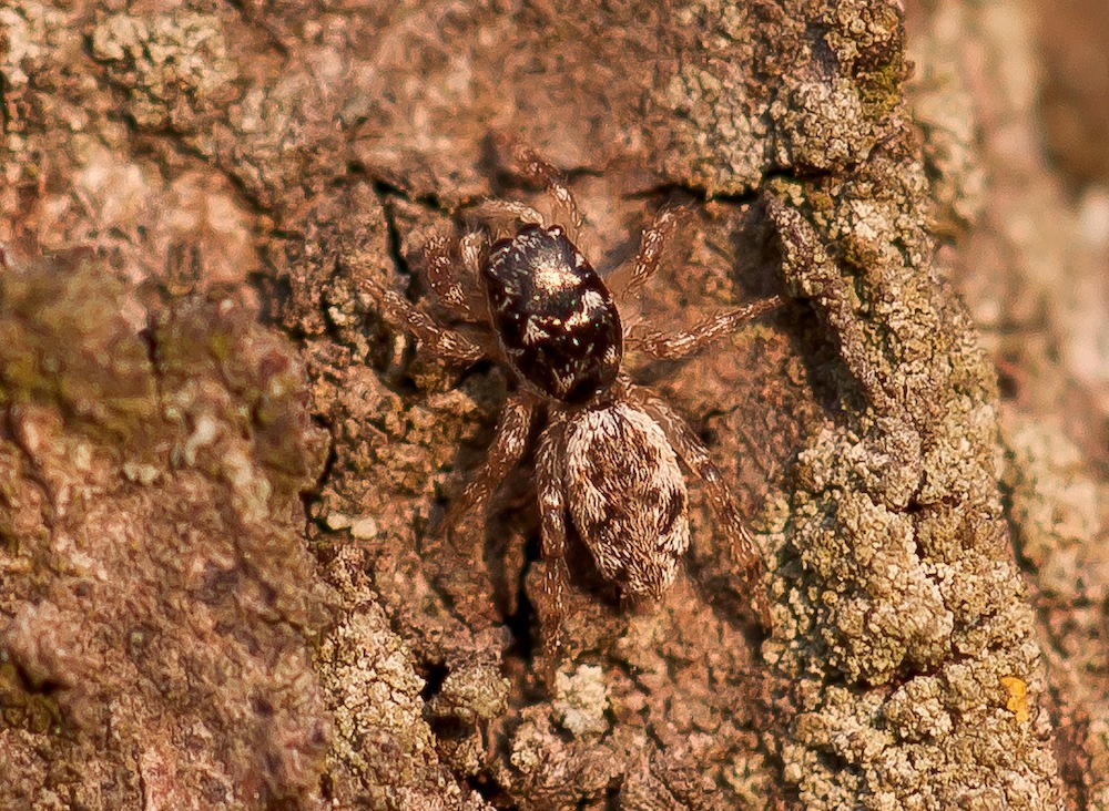 Rindenspringspinne (Marpissa muscosa)