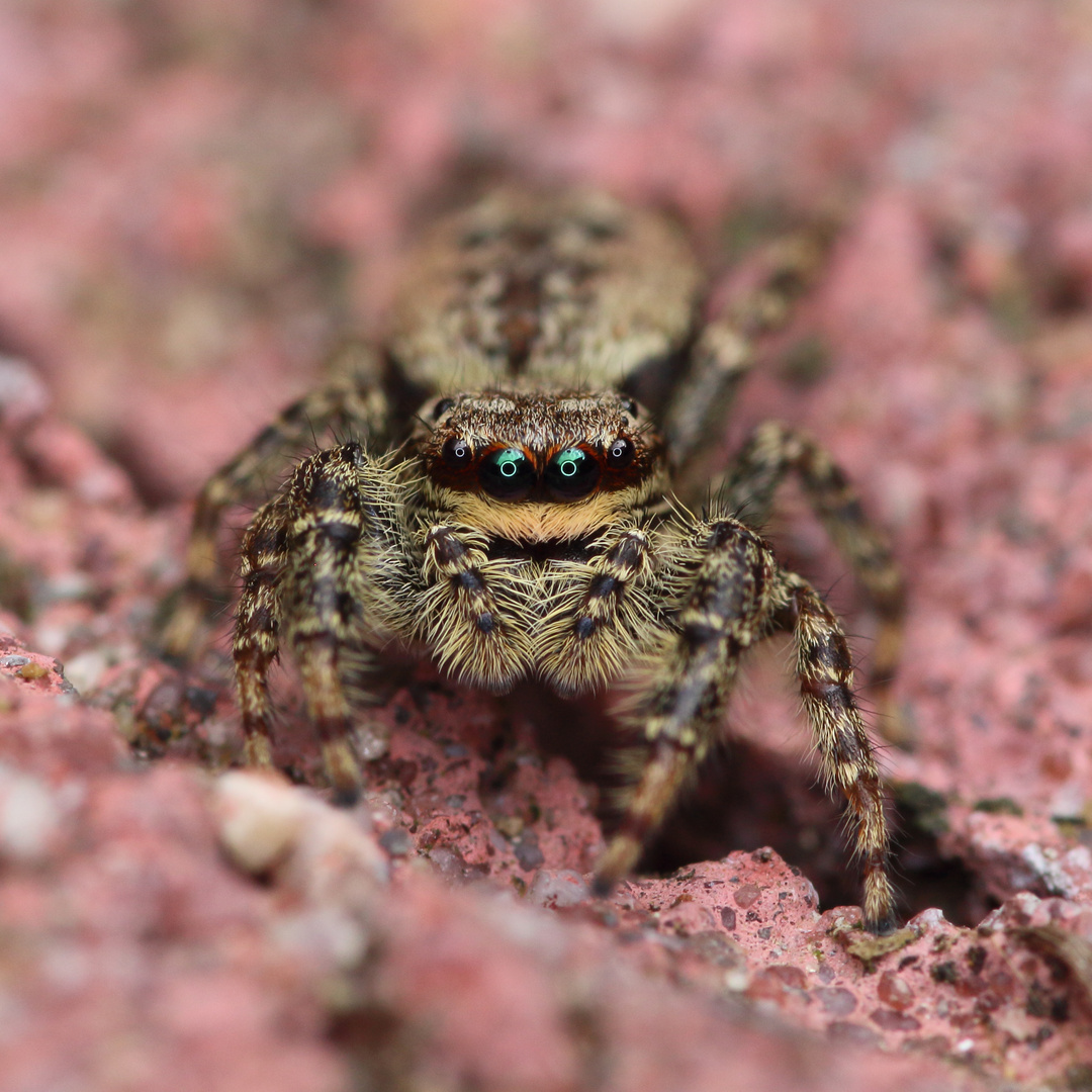 Rindenspringspinne (Marpissa muscosa)