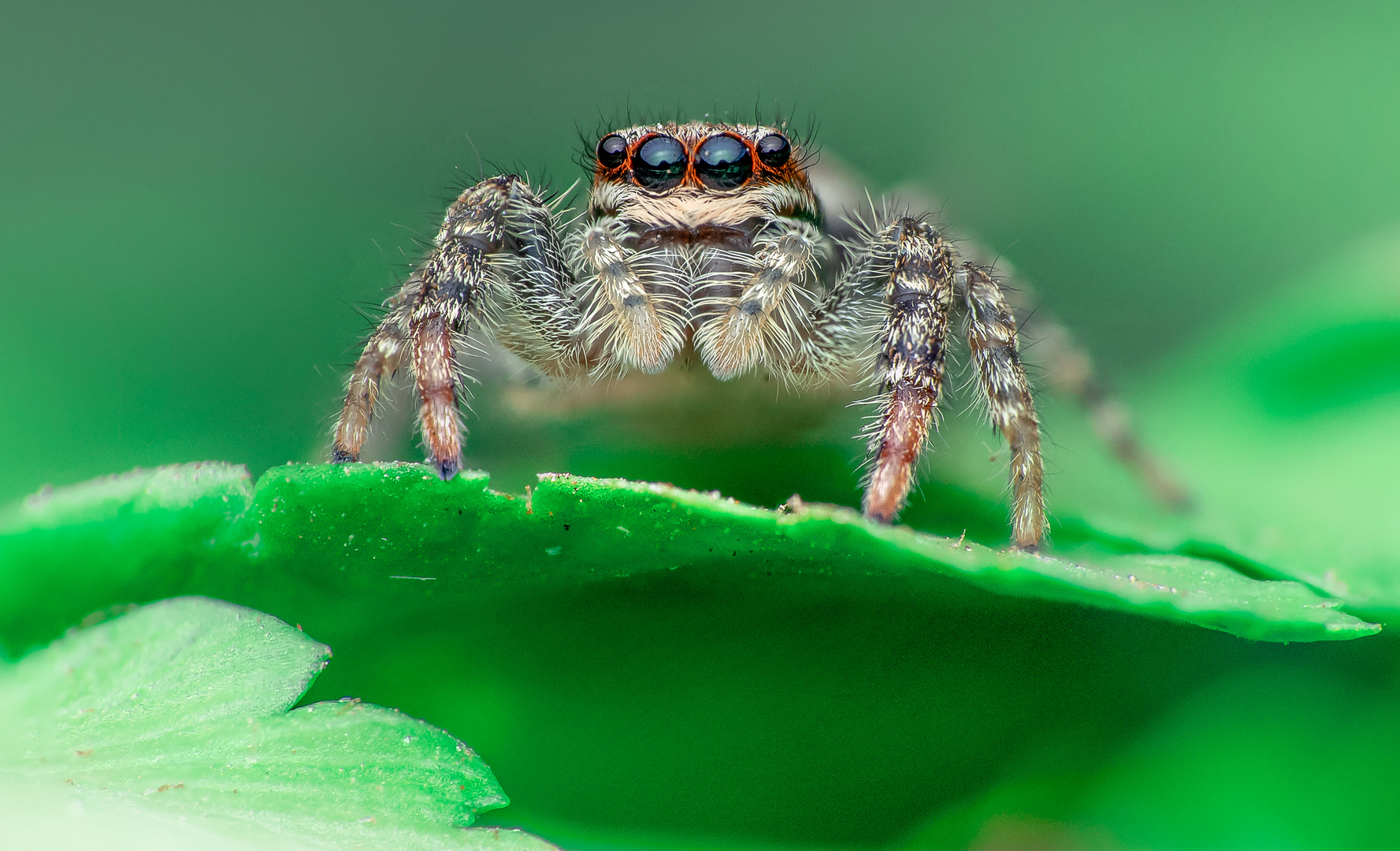 Rindenspringspinne ( Marpissa muscosa ) 