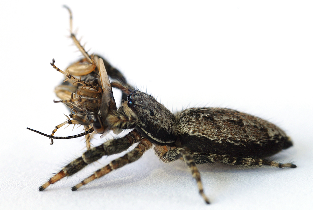 Rindenspringspinne (Marpissa muscosa) beim Mittagstisch