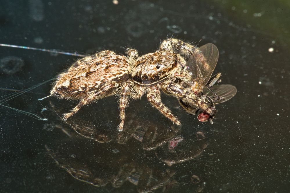 Rindenspringspinne, (Marpissa muscosa) mit Beute  (wer es genauer weiß, korrigiere bitte)