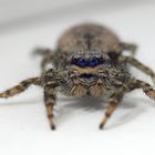 Rindenspringspinne (Marpissa muscosa) zu Gast im Studio