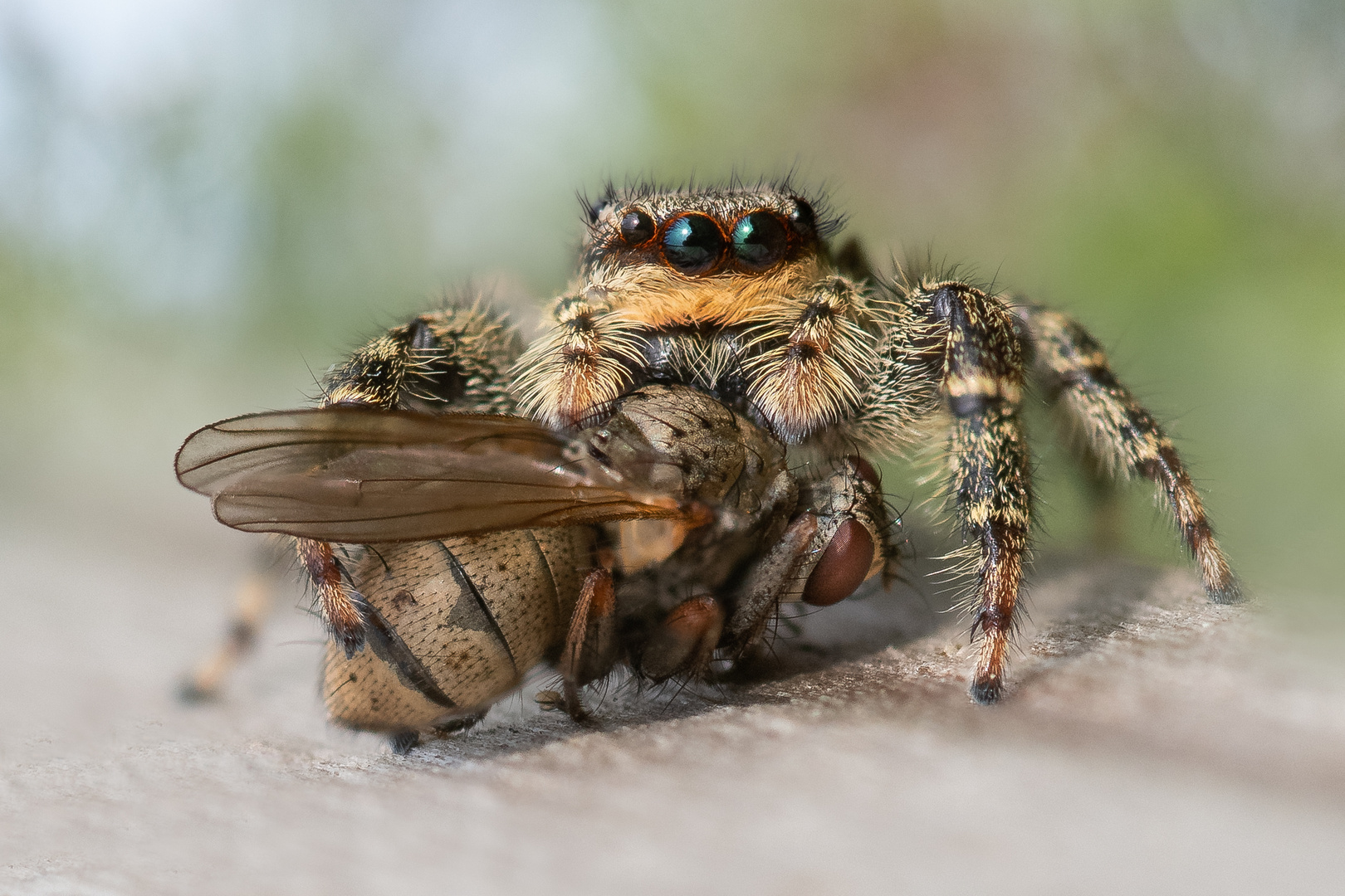 Rindenspringspinne mit Beute