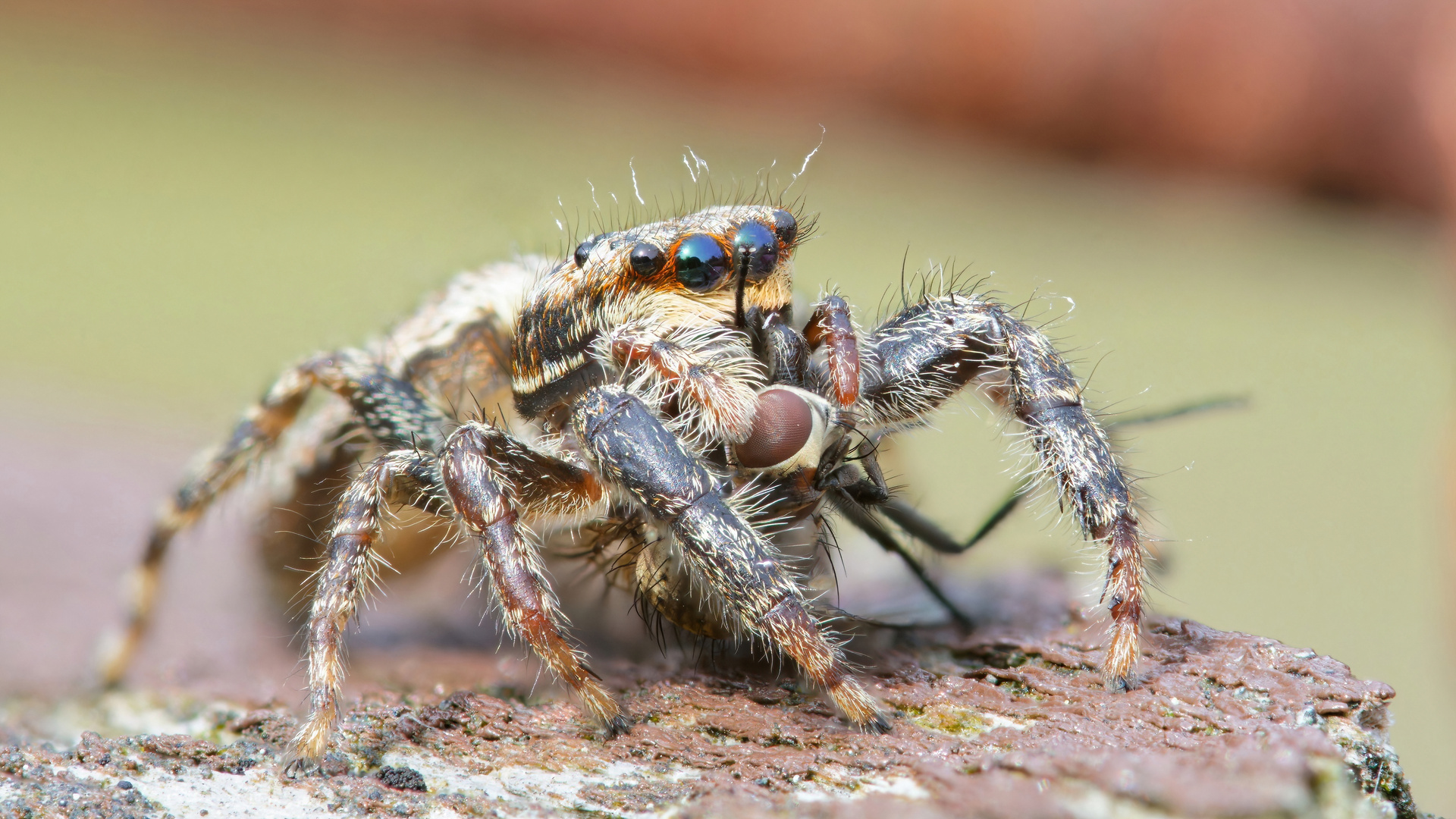 Rindenspringspinne mit Beute (Stackaufnahme)