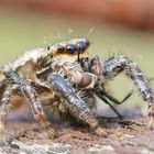 Rindenspringspinne mit Beute (Stackaufnahme)