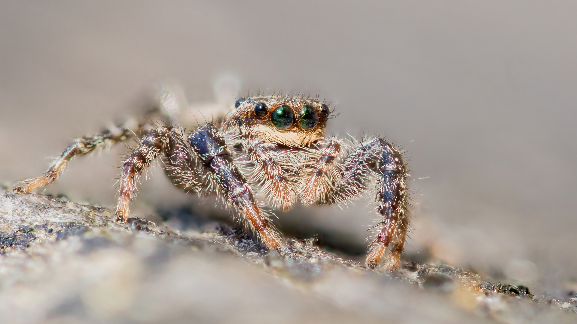 Rindenspringspinne Stackaufnahme