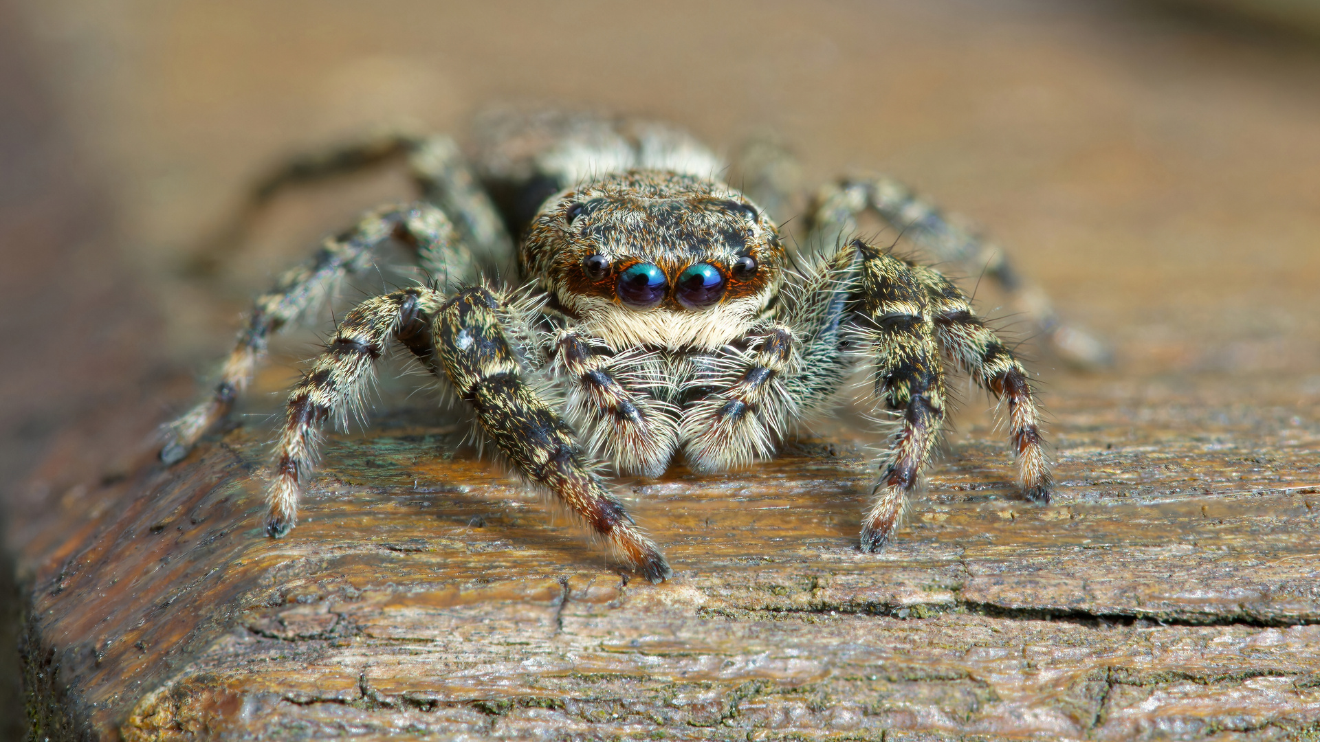 Rindenspringspinne Stackaufnahme