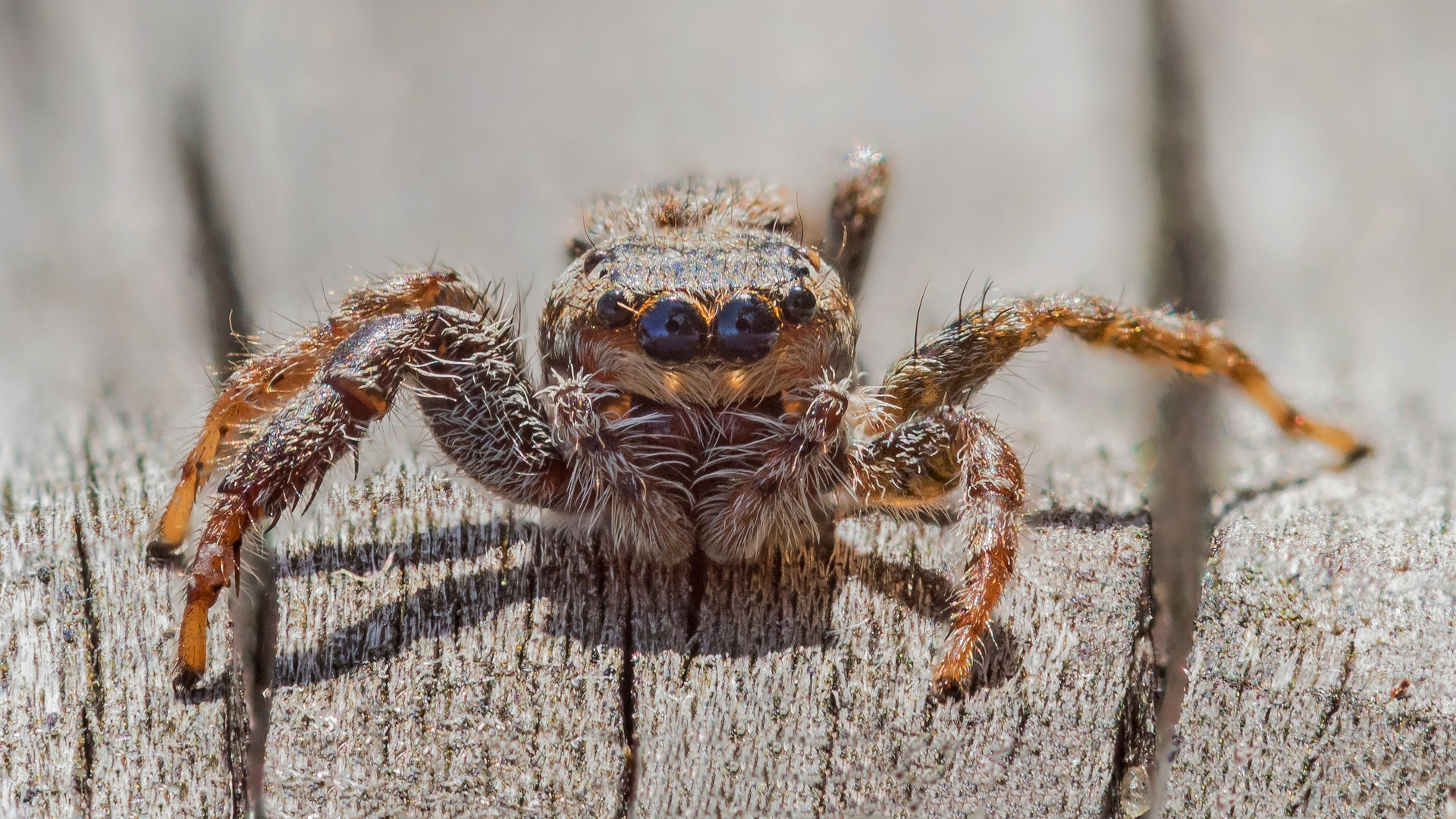 Rindenspringspinne Stackaufnahme