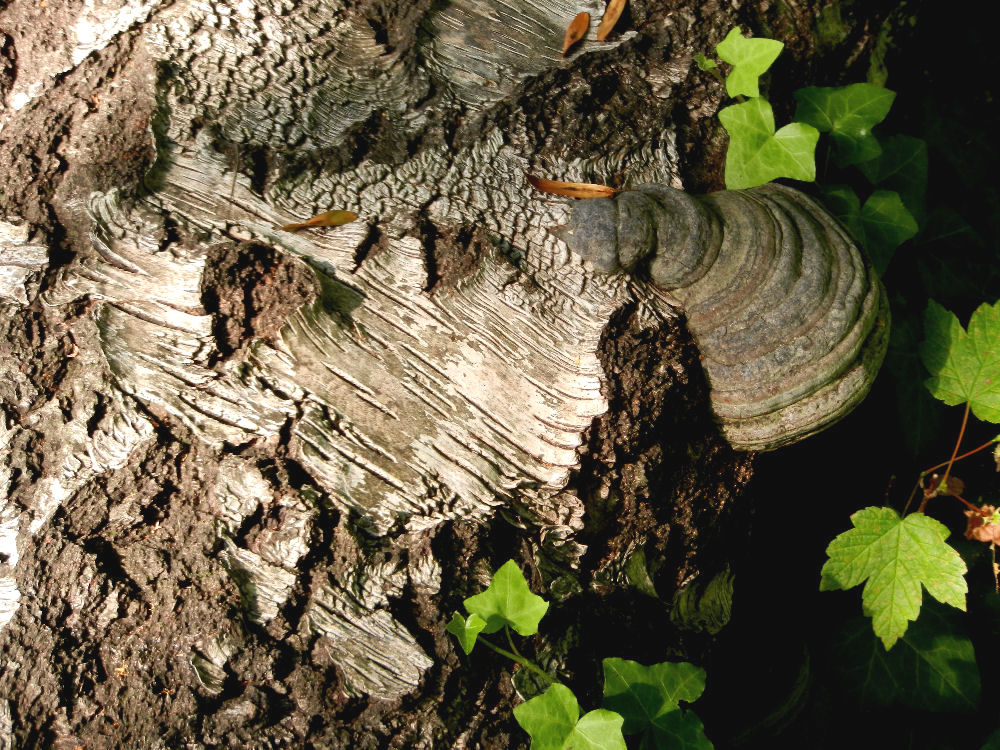 Rindenstrukturen an einem gefällten Baum