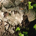 Rindenstrukturen an einem gefällten Baum