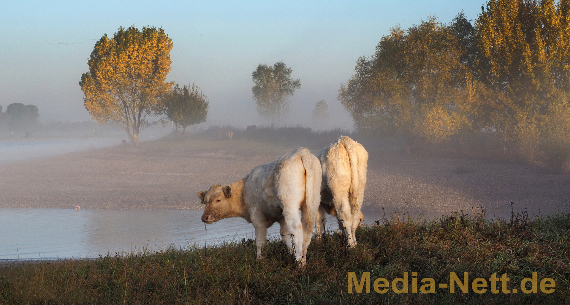 Rinder-am-Morgen